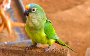 Parrots Display Generosity and Currency Exchange Skills
