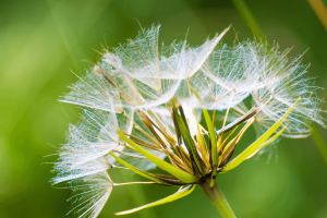 Immune Recognition of Airborne Allergens is Reduced by Far (UV222) Exposure