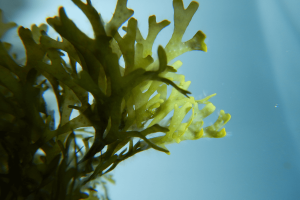 From Ocean to Organ: Seaweed Scaffolds Pave the Way for Sustainable Tissue Engineering