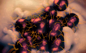 Zoliflodacin: A Promising Oral Therapy for Antibiotic-Resistant Gonorrhoea