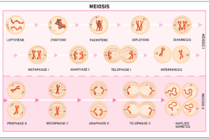 Common Gene Variants in Meiosis Drive Human Recombination and Chromosome Segregation Errors