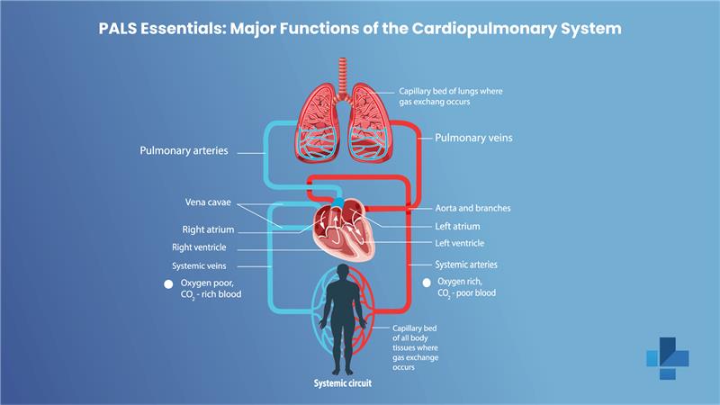 pals cardiopulmonary system